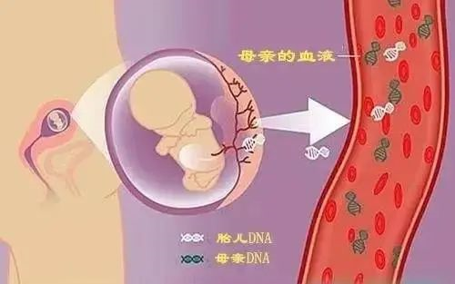 東莞哪家胎兒親子鑒定準(zhǔn)確？（無(wú)創(chuàng)胎兒、羊水、絨毛）