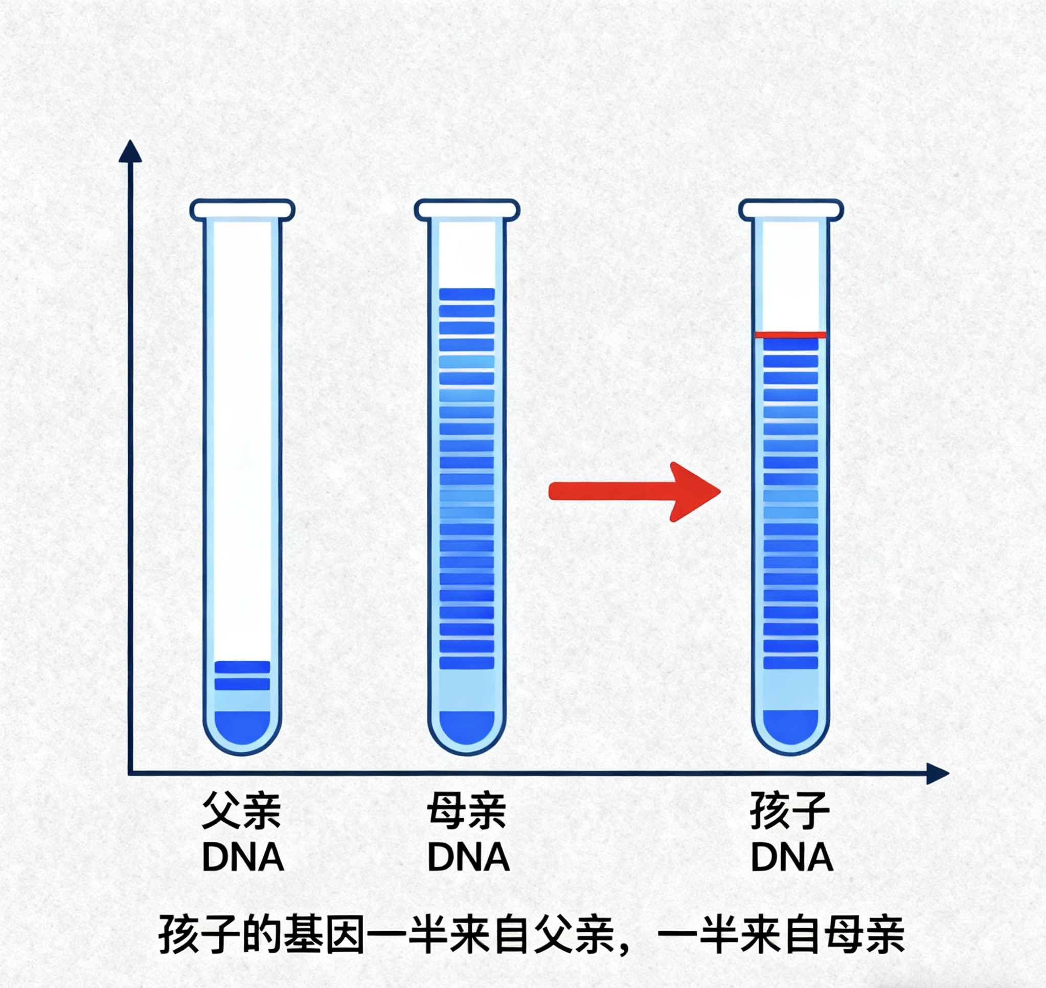 中山親子鑒定是通過(guò)科學(xué)手段確定父母與子女關(guān)系的一種技術(shù)